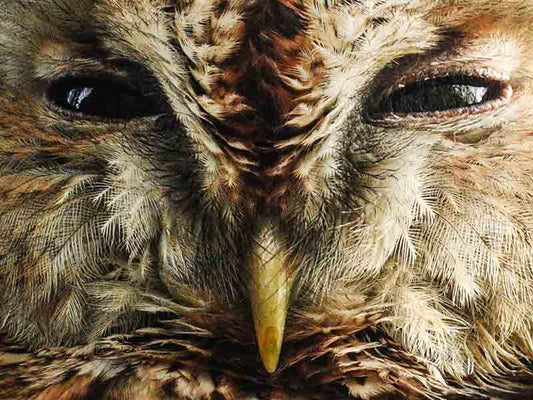 Film | Long Reign of Tawny Owl Who Fostered Countless Chicks in The Wild | Bomber