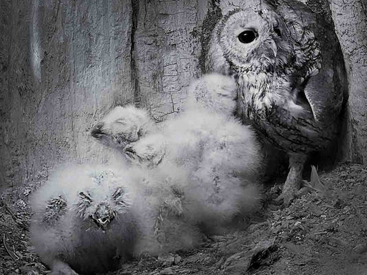 Film | First-time Tawny Owl Dad's Reaction To Meeting His Chicks | Luna & Shadow