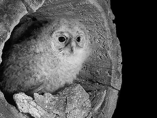 Film | Tawny Owlets' First Views Outside Nest | Luna & Shadow | Robert E Fuller