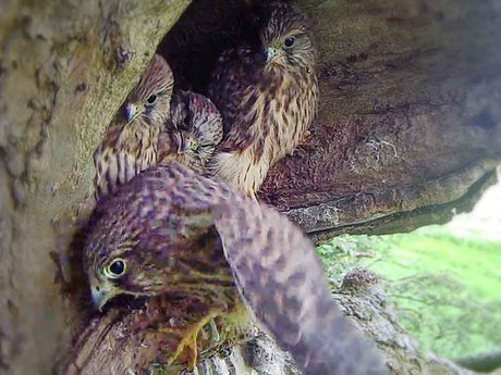 Kestrels' First, Cautious, Flights Out Of Their Nest | Apollo & Athena