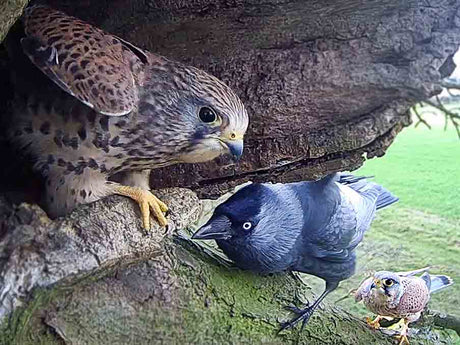 Film | Kestrels Want This Nest—But So Do Jackdaws | 24 Hr Timelapse