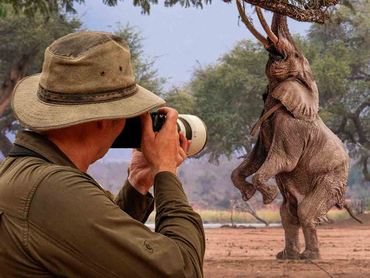 Film | The Elephant Who Learned to Stand Tall