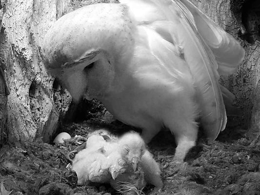 Film | From Egg Crack to Newborn Chick: Barn Owlets Hatching | Orion & Celeste