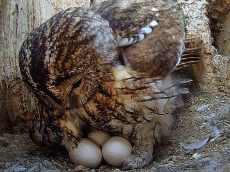 Film | A Tawny Owl's Long Day Incubating Eggs | Timelapse