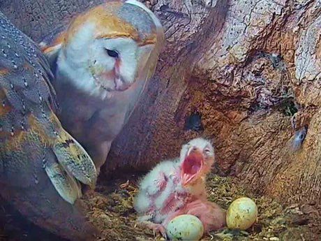 Film | Cute Barn Owl Family Moments in the Nest 🦉 | Gylfie & Dryer