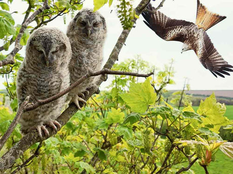 Film |  Terrifying Moment Red Kite Hunts Tawny Owlets | Luna & Shadow