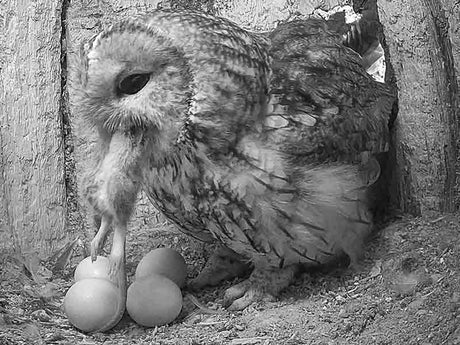 Film | Hungry Tawny Owl Feeds Up Before Chicks Hatch | Luna & Shadow