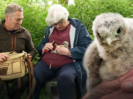 Film | Kestrel Chicks Are Fitted With ID Rings | Apollo & Athena