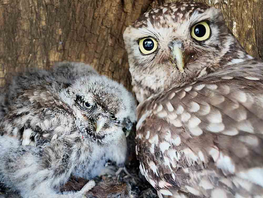 Film | Little Owls Get Their 'Grumpy Face' At Just 2 Weeks 😍 | Discover Wildlife