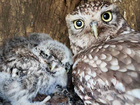 Film | Little Owls Get Their 'Grumpy Face' At Just 2 Weeks 😍 | Discover Wildlife