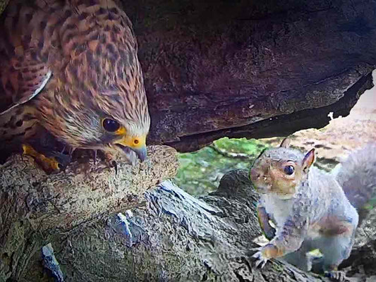 Film | Kestrels Together Again After Shock Squirrel Attack | Athena & Apollo