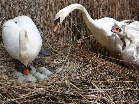 Film | Swan Chases Rival Right Over Eggs | Mute Swans