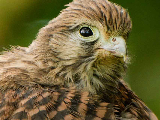 Film | Kestrel Reunion: All Four Kestrel Fledglings Spotted Together | Apollo & Athena
