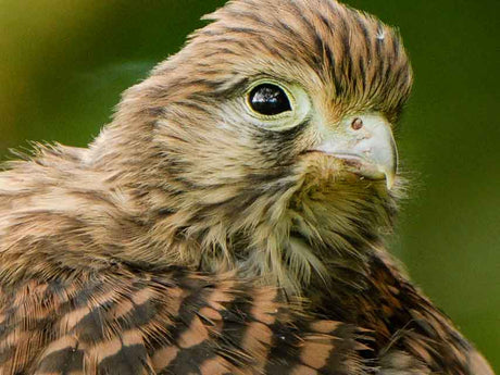 Film | Kestrel Reunion: All Four Kestrel Fledglings Spotted Together | Apollo & Athena