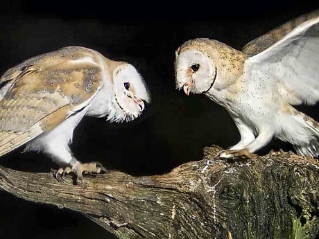 Film | Lone Barn Owl Meets Another His Own Age | Gylfie & Dryer