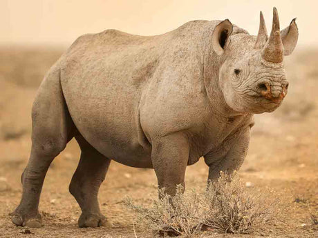 Film | A Moment With Rhinos🦏 | Wild Travel