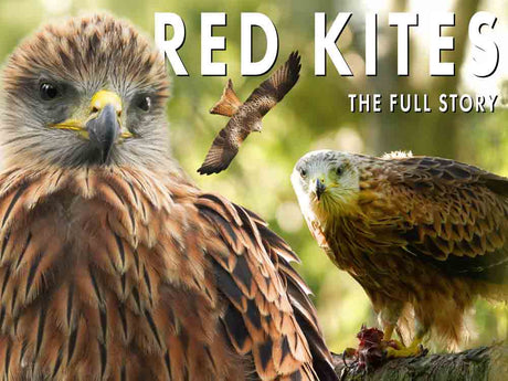 Film | I Followed Red Kites from Egg-Laying to Fledging | Full Breeding Season
