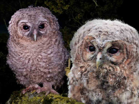 Film | Tawny Owlets' Clumsy First Flights | Luna & Shadow |