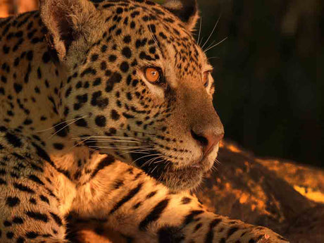 Film | Following a Jaguar's Relentless Hunt for Caiman | Jaguars of the Pantanal