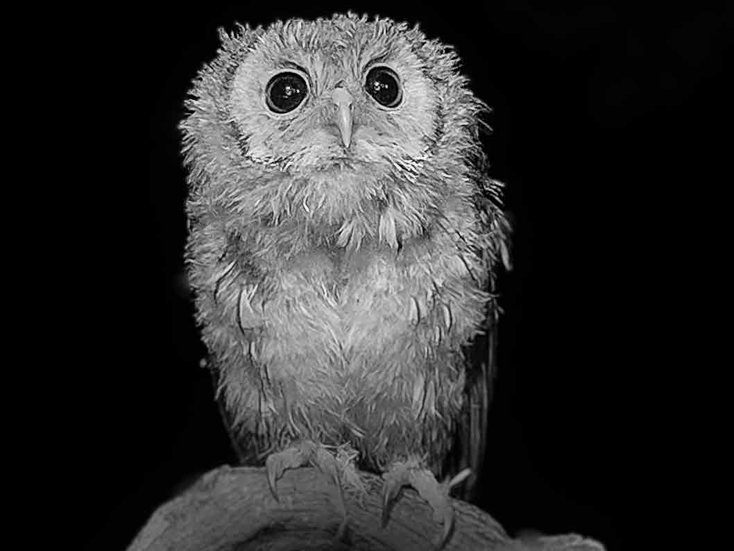 Tawny Owlets Night-time Adventures | Discover Wildlife | Robert E Fuller