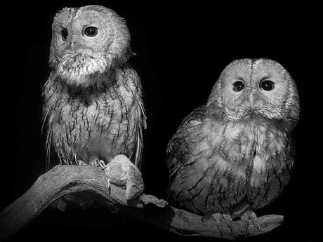 Film | Tawny Owls' Early Courtship Behaviour Is Adorably Awkward | Luna