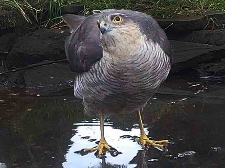 Film | Sparrowhawk Takes a Spin Round Icy Pond | Discover Wildlife