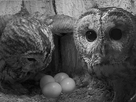 Film | Tawny Owl Finds Love Again, But There’s a Twist | Luna & Shadow