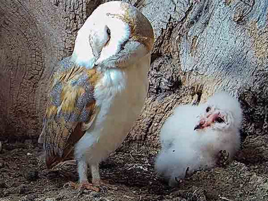 Film | Barn Owl Mum Teaches Her Chick to Preen | Gylfie & Dryer