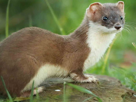 Film | Stoat Gets The Zoomies For Two Full Minutes | Stoats & Weasels