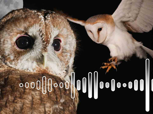 How to Identify an Owl by its Call | Animal Sounds