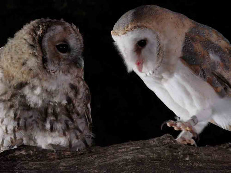 Film |Habrok HX60 Thermal Binoculars Make Spotting Night Wildlife Easier | My Kit