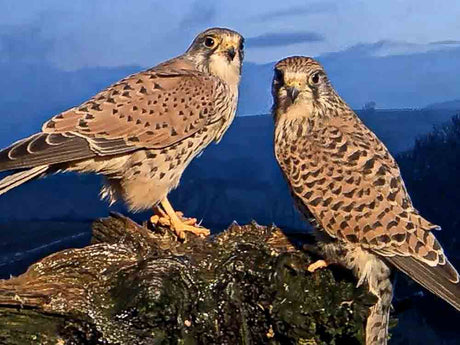 Film | Kestrel Pair Share Dinner For Two | Jenny & Jasper