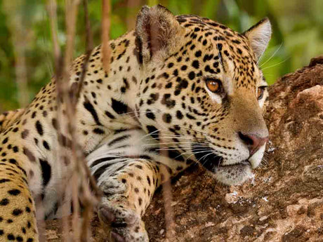 Film | Jaguars of the Pantanal | Wild Travel