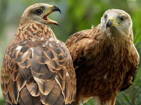Film |  Red Kite Fledglings Prepare for Life in the Wild 🦅| Discover Wildlife