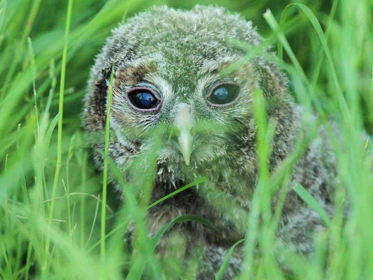 Film | This Is What I Do If I Find A Tawny Owl On The Ground | Wildlife Rescue