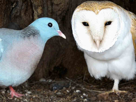 Barn Owls Evict Broody Stock Dove | Tappy & Sparkle
