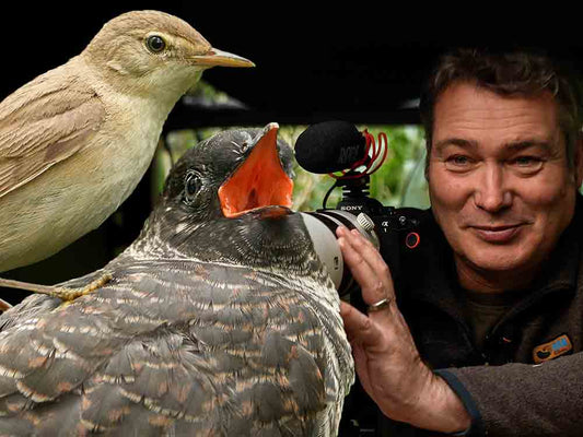 Reed Warblers Work Twice As Hard To Raise Giant Cuckoo Chick | Discover Wildlife | Robert E Fuller