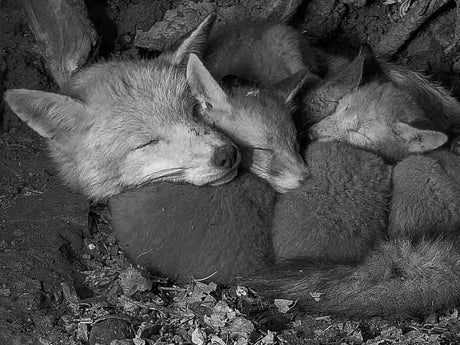 Film | Fox Family's Secret, Adorable Life Underground | 20Hr Timelapse