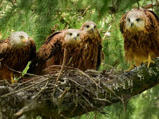 Film | Red Kite Chicks' Last Weeks in the Nest | Discover Wildlife