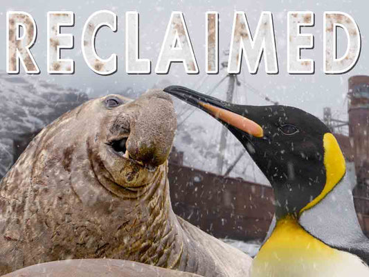 Travel | Reclaimed: The Haunting Whaling Station Now Home to Wildlife | South Georgia