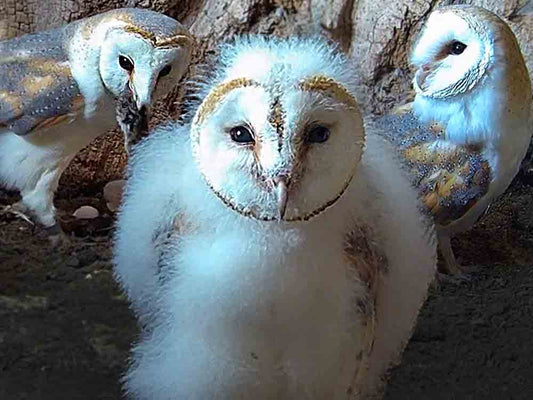Film | Story Of An Only Owlet | Gylfie & Dryer | Full Story