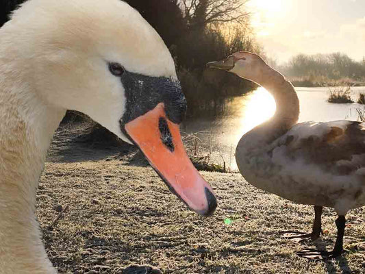 Film | Sights & Sounds of Swans On An Icy Lake | Winter Wildlife