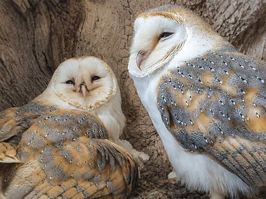Film | Barn Owl Dad So Caring Of New Owlets | Gylfie & Dryer