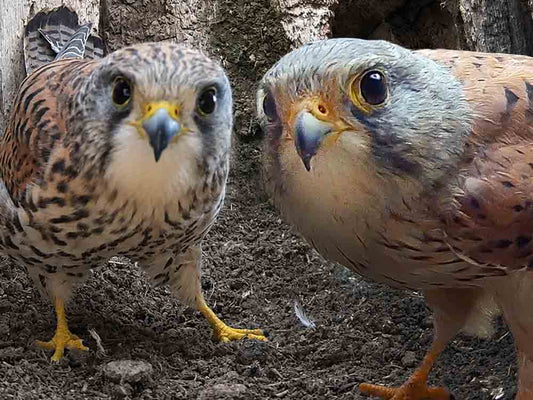 Film | Finding a New Home: Kestrels Begin Search Early | Jenny & Jasper
