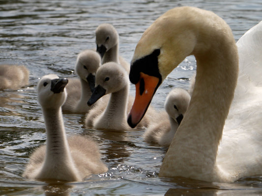 Filming the secret life of a swan family