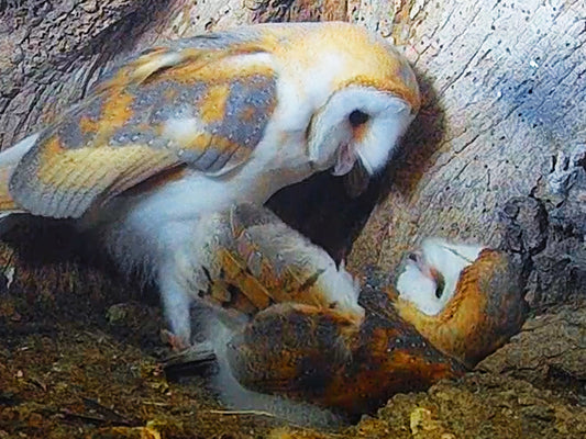 Film | Bored Barn Owl Won't Let It's Sibling Sleep | Oak & Acorn