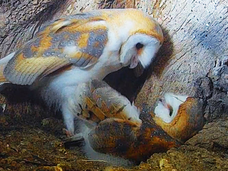 Film | Bored Barn Owl Won't Let Its Sibling Sleep | Oak & Acorn