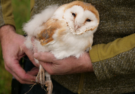 Film | Releasing Howard the Barn Owl into the Wild | Rescued & Returned to the Wild