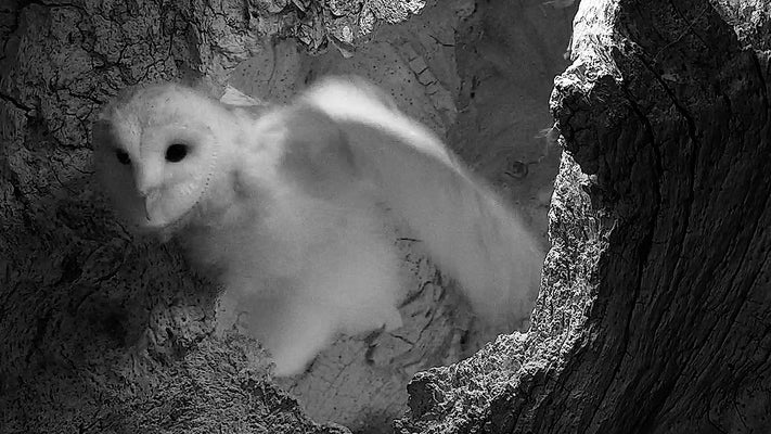 Film | Barn Owl Chick Fledges & Dad So Surprised | Gylfie & Dryer