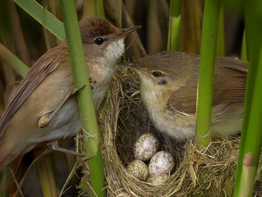 Film | Reed Warblers: Secret Life of a Cuckoo Host | Discover Wildlife